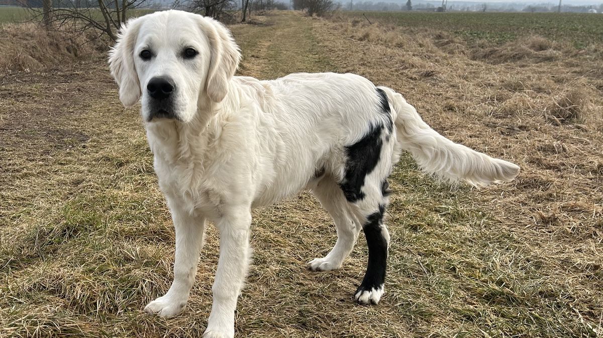 Zlatý retrívr z Českobudějovicka je výjimečný i ve světovém měřítku. Má vzácnou chiméru